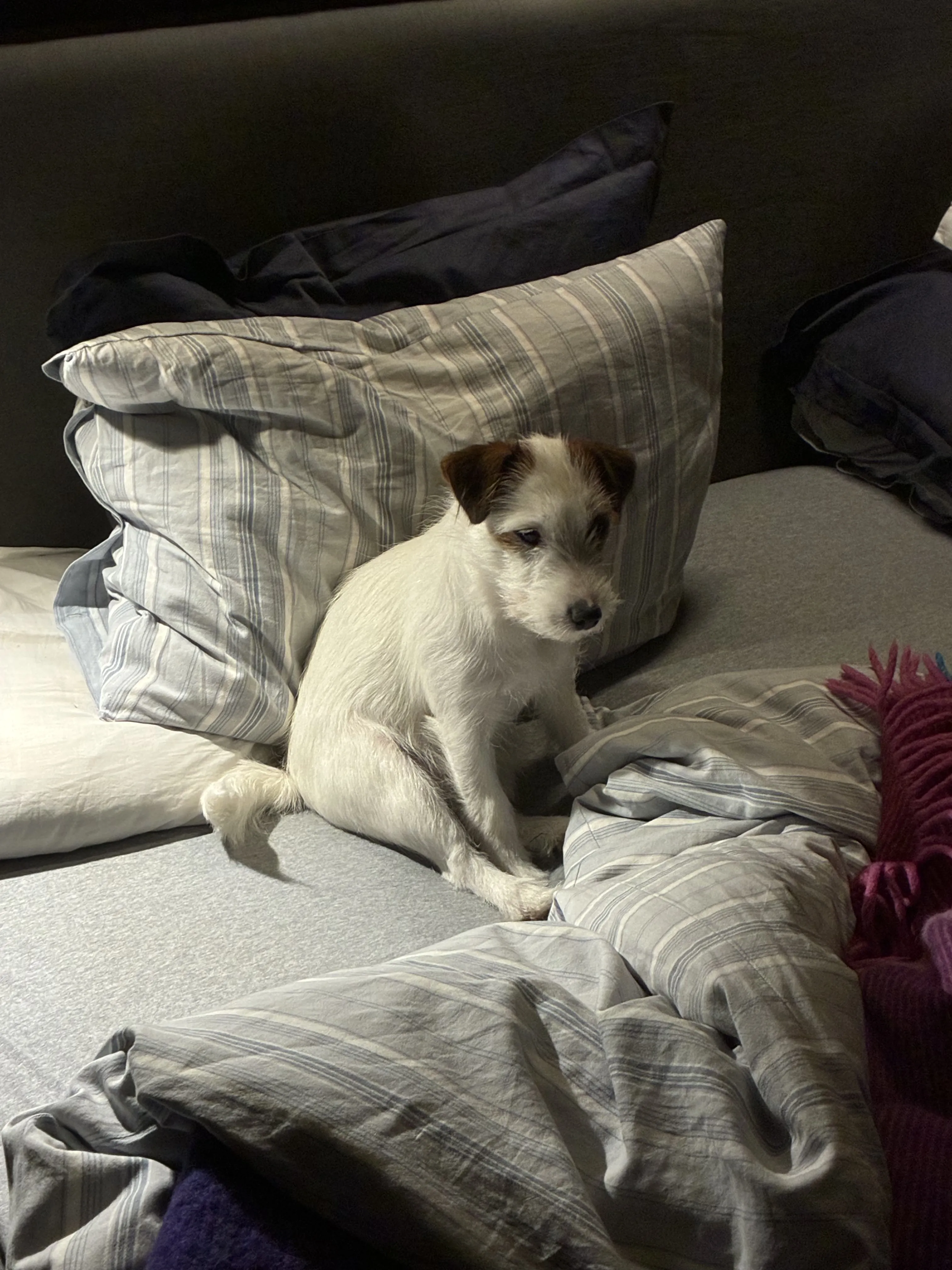Hund 4